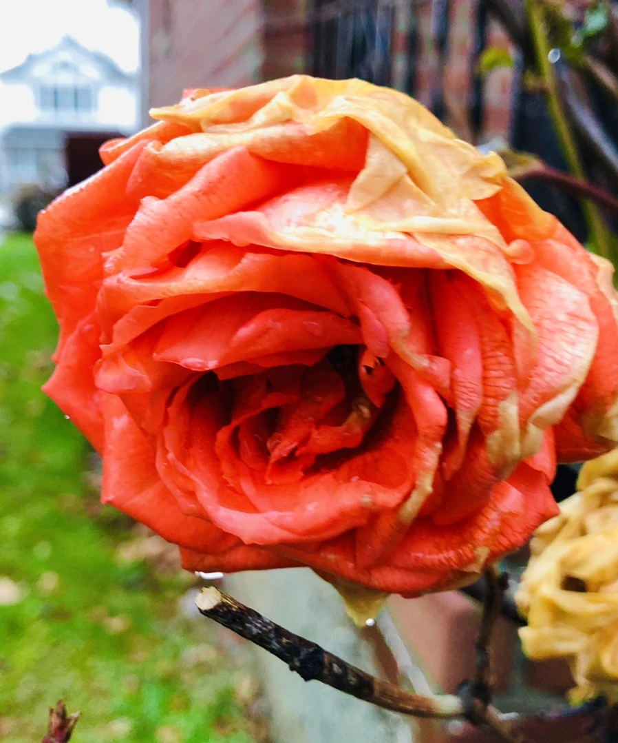 IMG_8093.jpg?type=w966