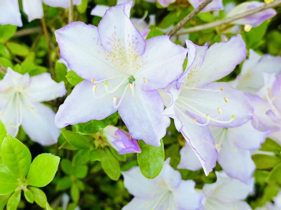 IMG_0402.jpg?type=w966