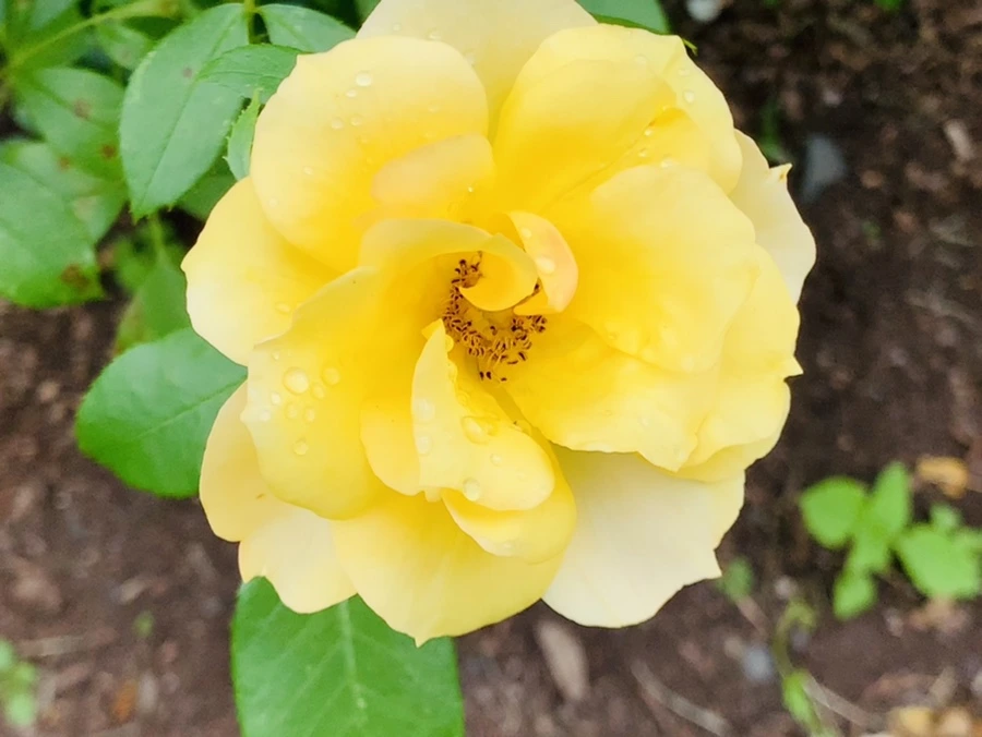 IMG_5078.jpg?type=w966