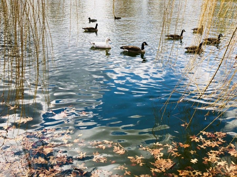 IMG_4338.jpg?type=w966