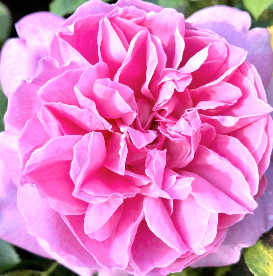 IMG_7603.jpg?type=w966