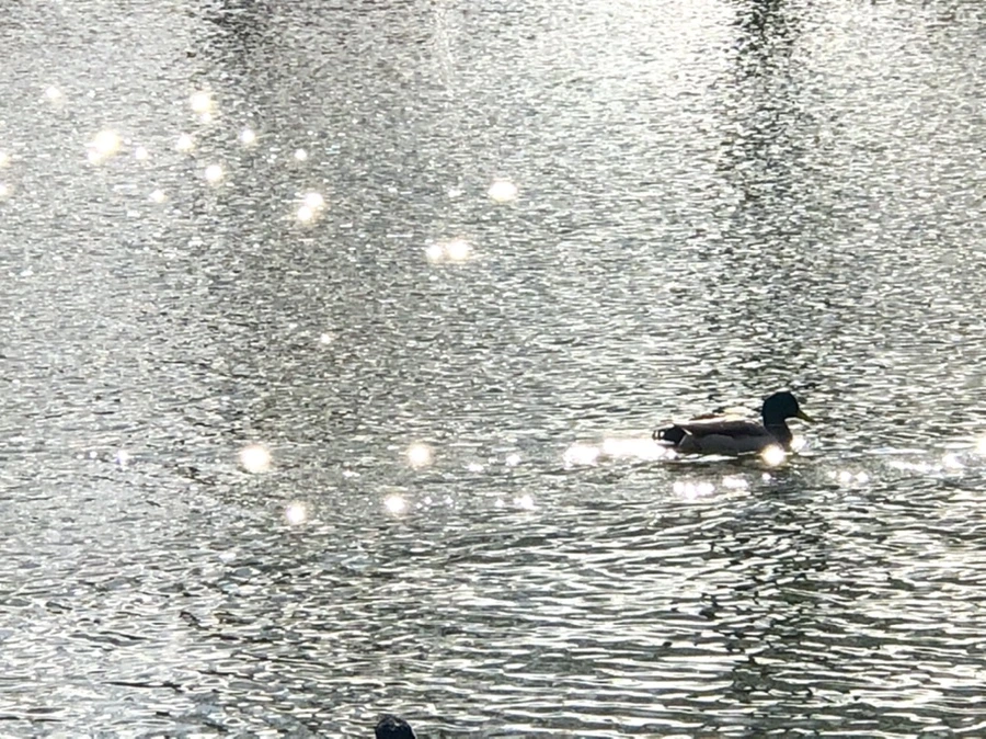 IMG_4379.jpg?type=w966