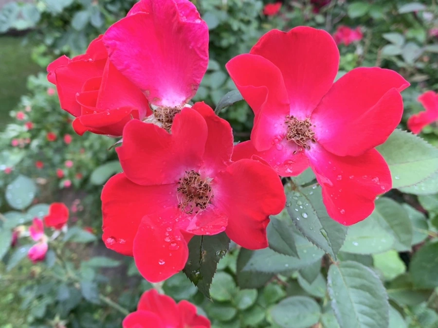 IMG_3574.jpg?type=w966