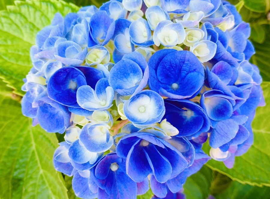 IMG_6264.jpg?type=w966