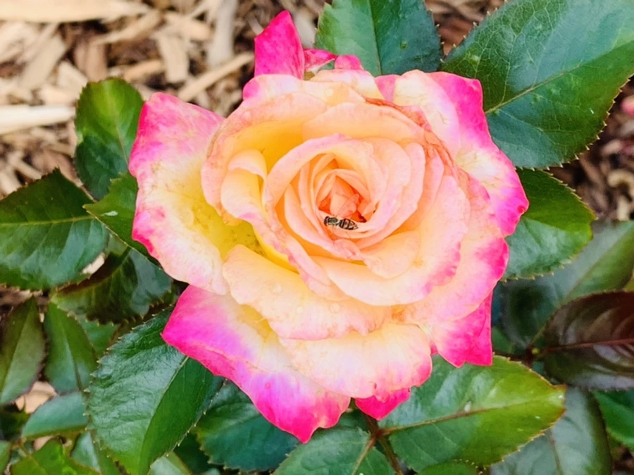 IMG_0509.jpg?type=w966