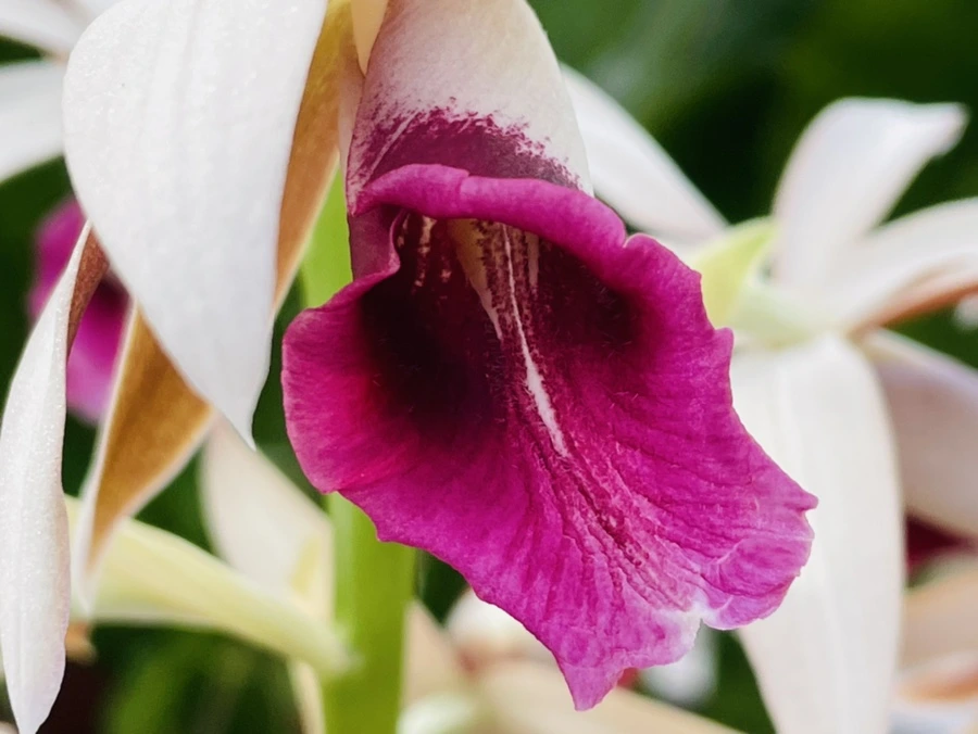 IMG_4195.jpg?type=w966