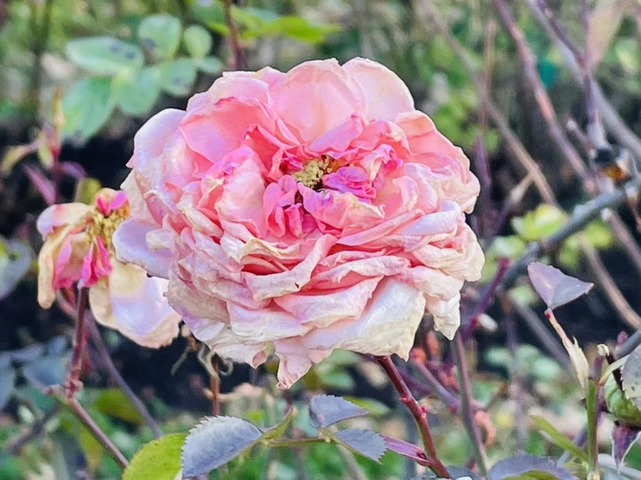 IMG_6037.jpg?type=w966