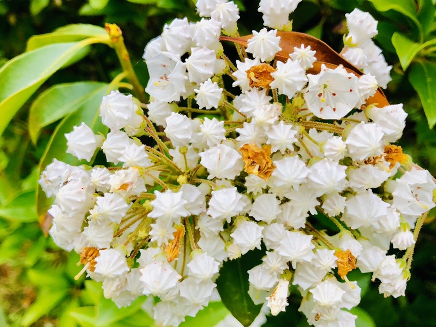 IMG_8809.jpg?type=w966