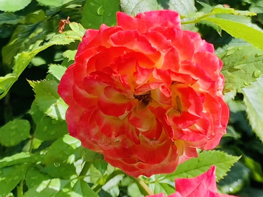 IMG_8466.jpg?type=w966