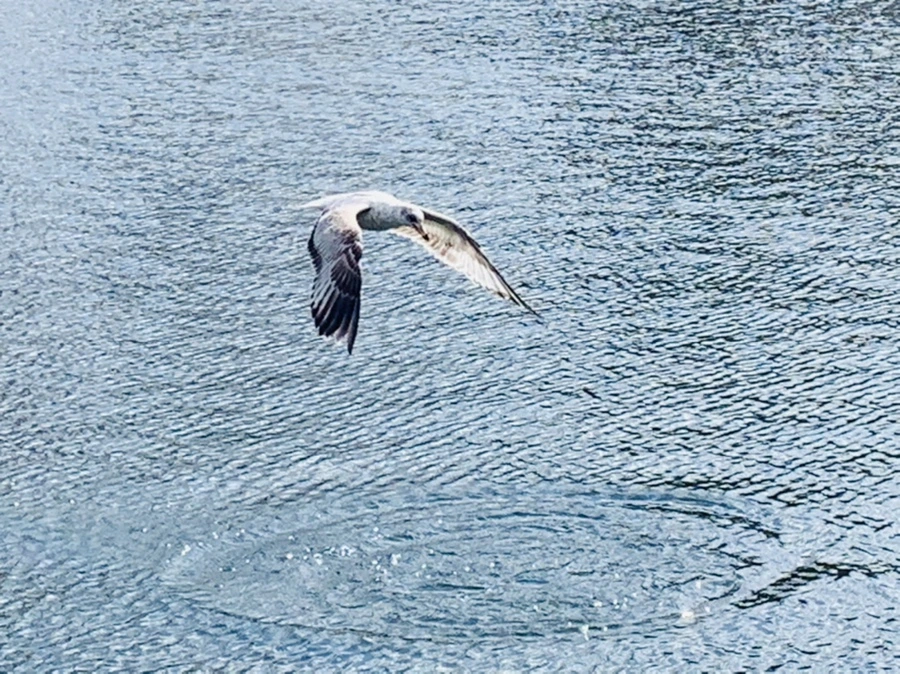 IMG_7270.jpg?type=w966