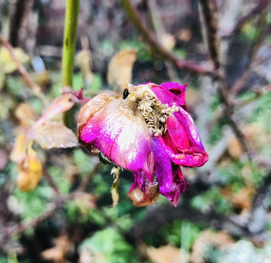 IMG_8584.jpg?type=w966