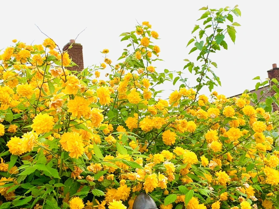 IMG_0524.jpg?type=w966