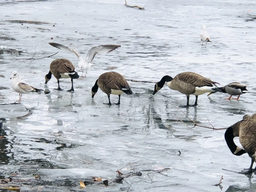 IMG_6171.jpg?type=w966