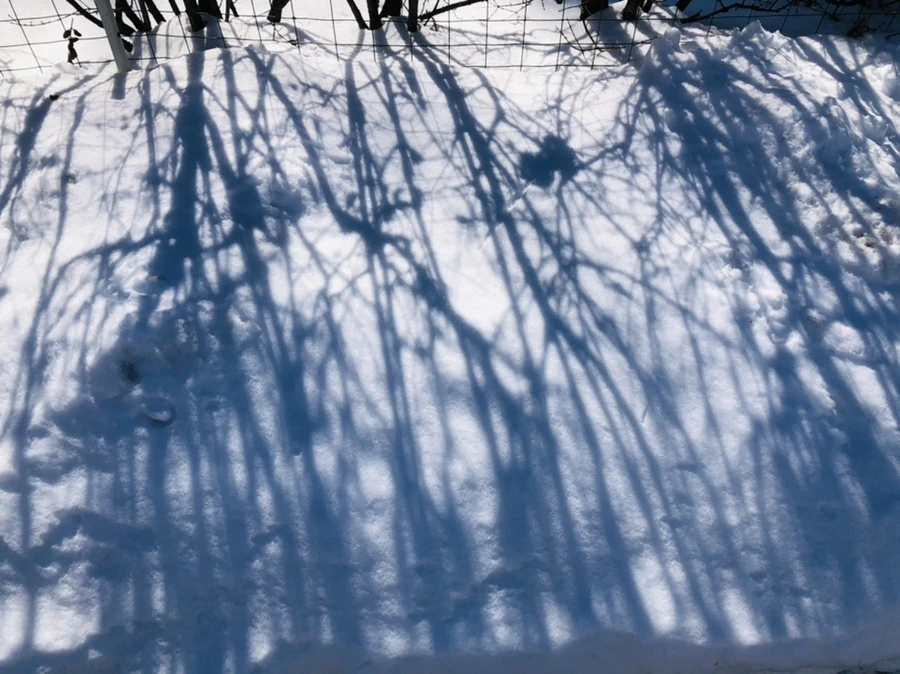 IMG_3925.jpg?type=w966