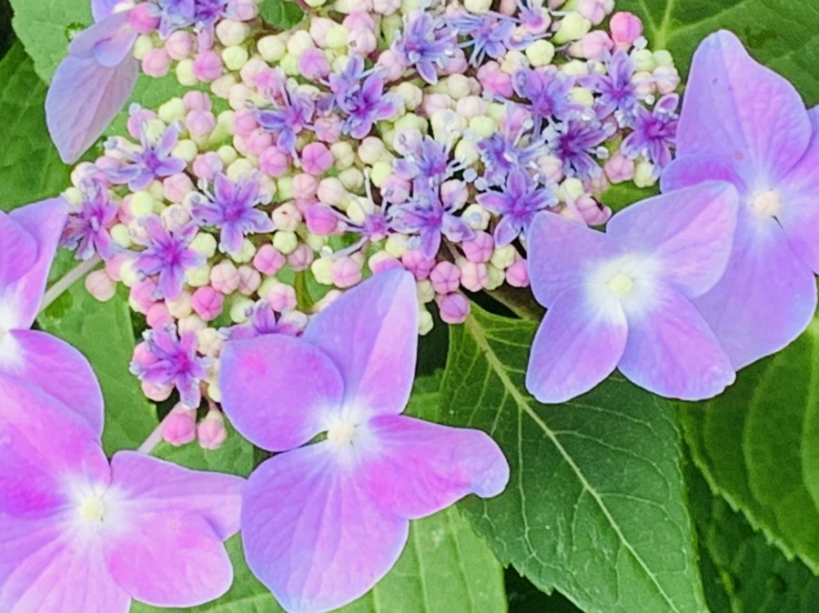 IMG_6057.jpg?type=w966