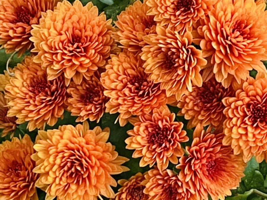 IMG_2467.jpg?type=w966