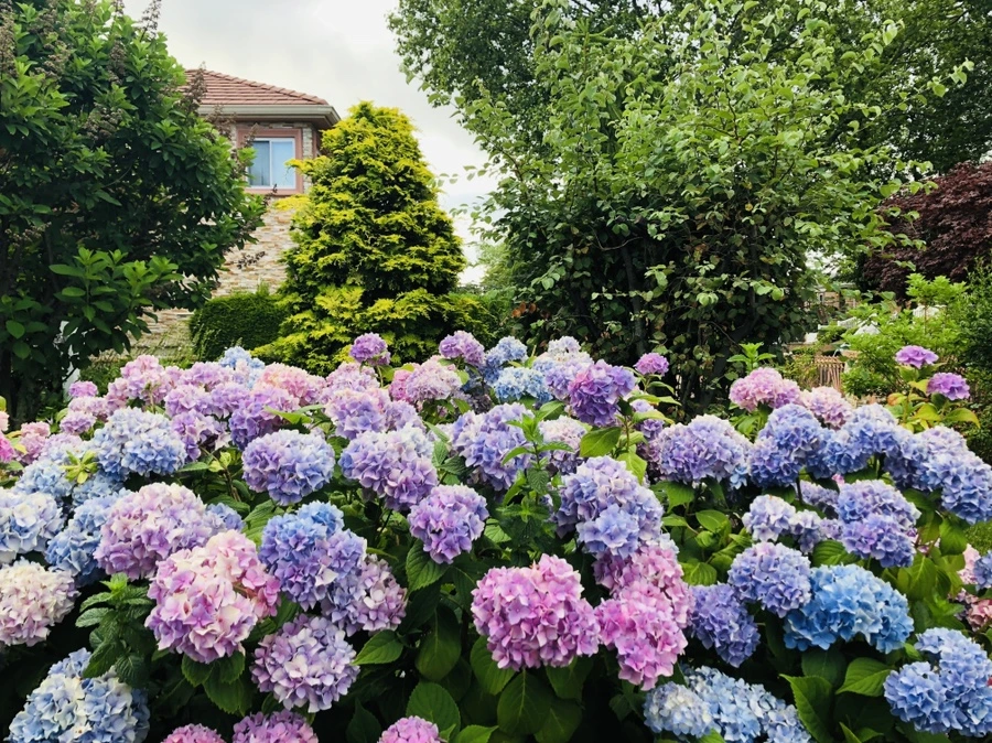 IMG_0866.jpg?type=w966