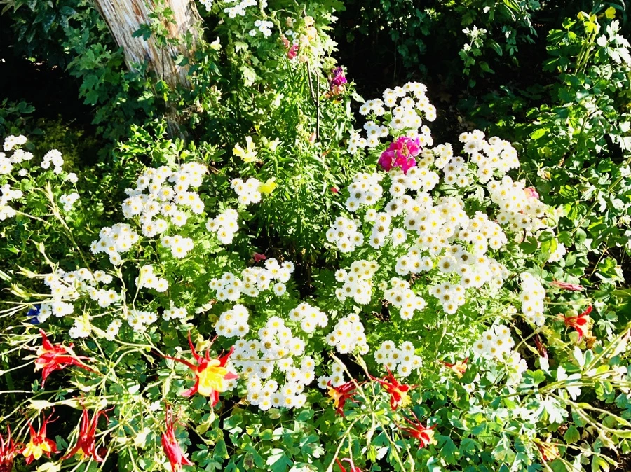 IMG_9078.jpg?type=w966