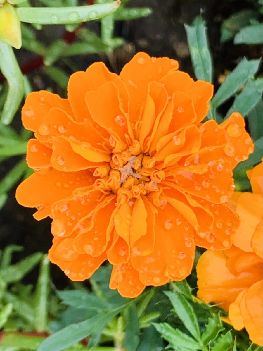 IMG_4939.jpg?type=w966