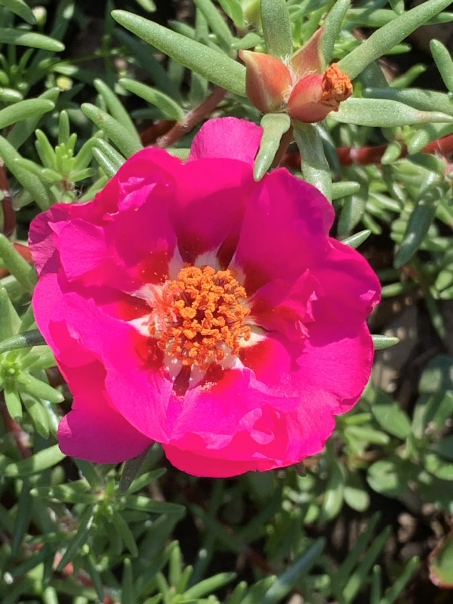 IMG_8387.jpg?type=w966