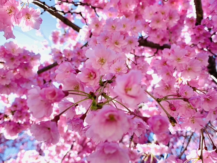 IMG_1602.jpg?type=w966