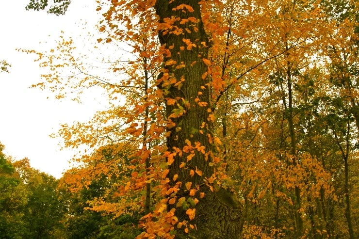 IMG_4526.JPG?type=w1