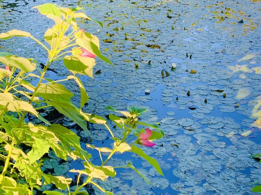 IMG_4232.jpg?type=w966