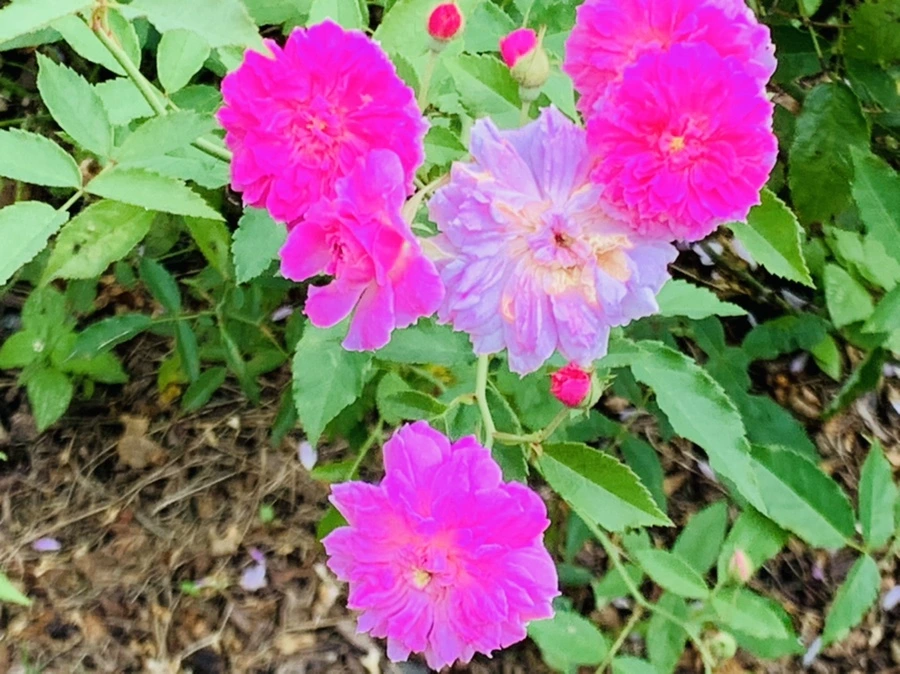 IMG_6982.jpg?type=w966