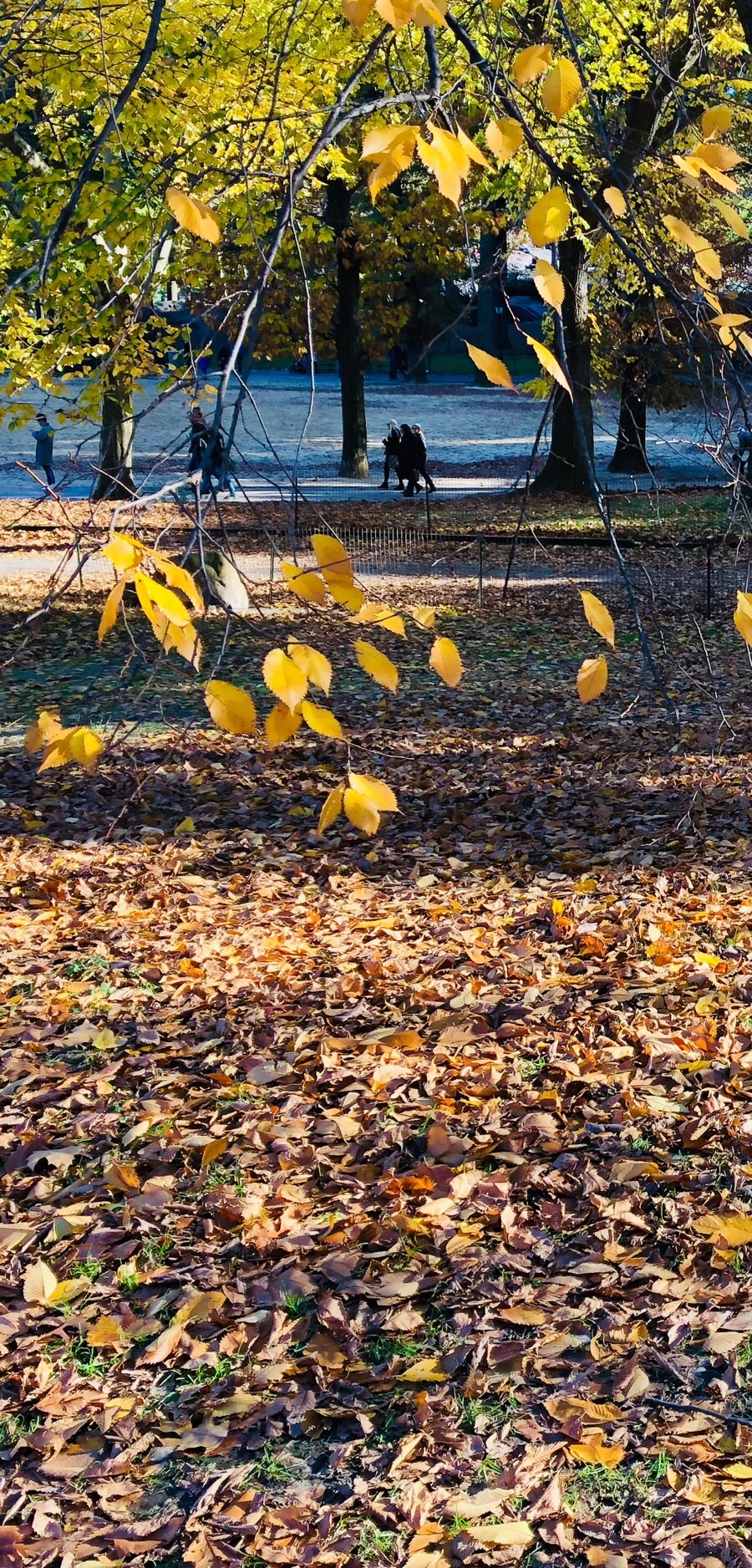 IMG_7657.jpg?type=w966