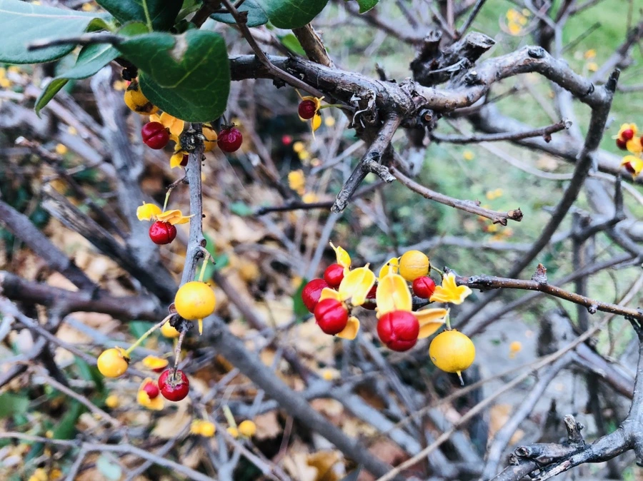 IMG_6089.jpg?type=w966