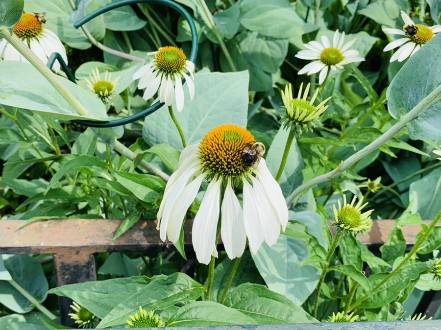 IMG_9902.jpg?type=w966