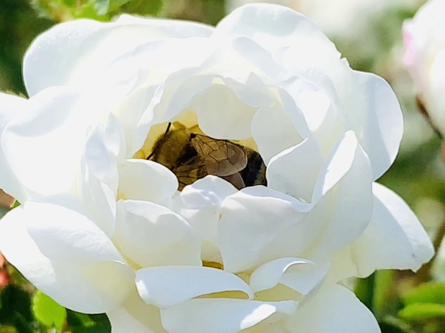 IMG_4335.jpg?type=w966