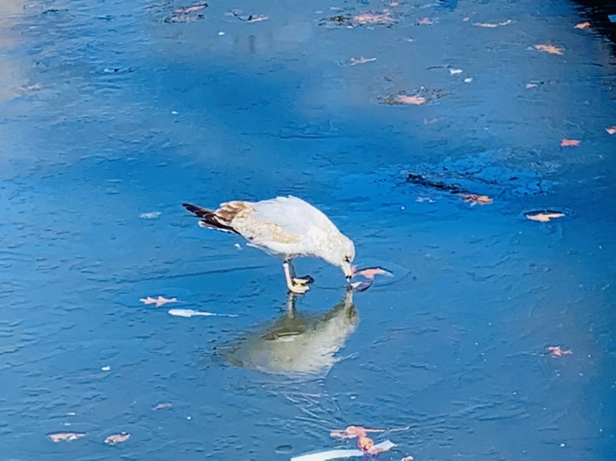 IMG_8316.jpg?type=w966