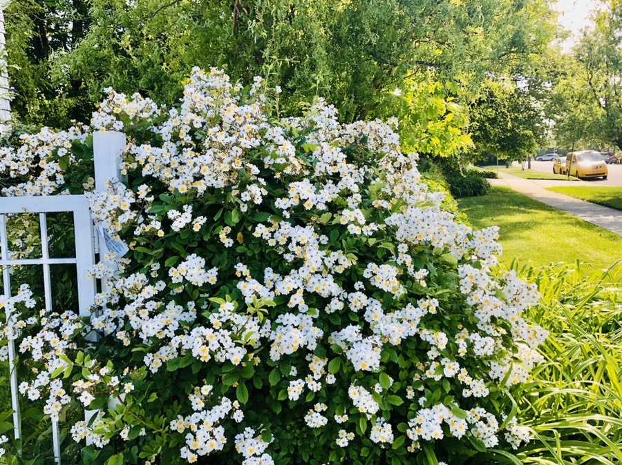 IMG_7493.jpg?type=w966