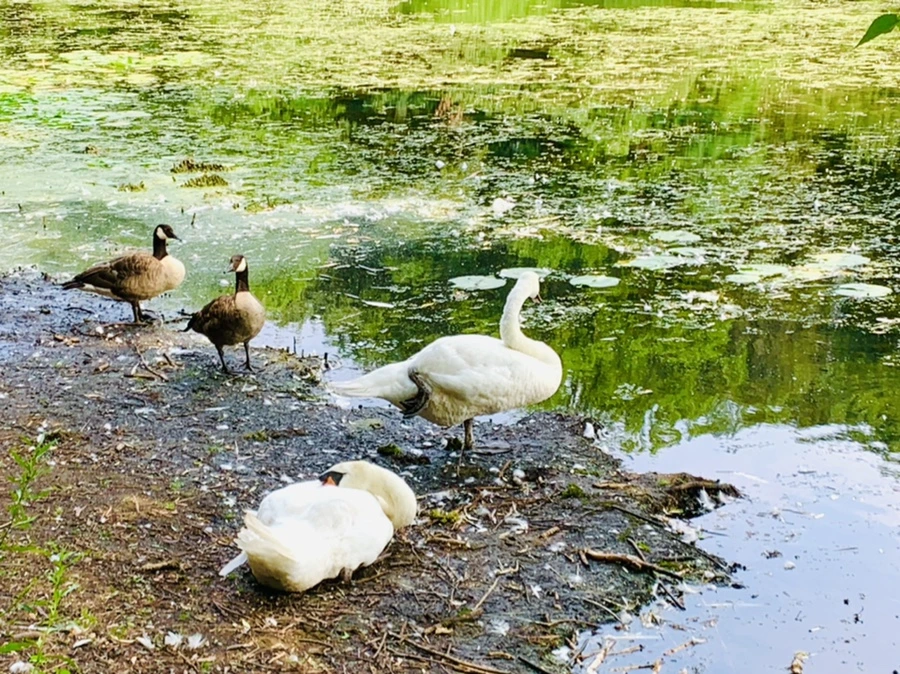 IMG_1240.jpg?type=w966