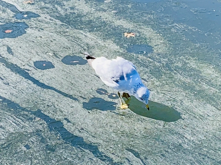 IMG_9054.jpg?type=w966