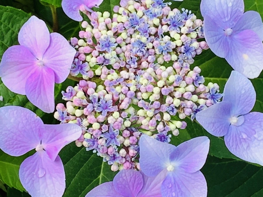 IMG_6050.jpg?type=w966