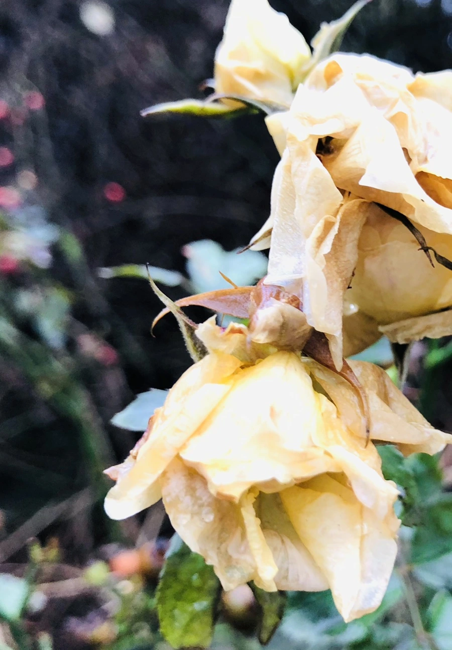 IMG_8069.jpg?type=w966