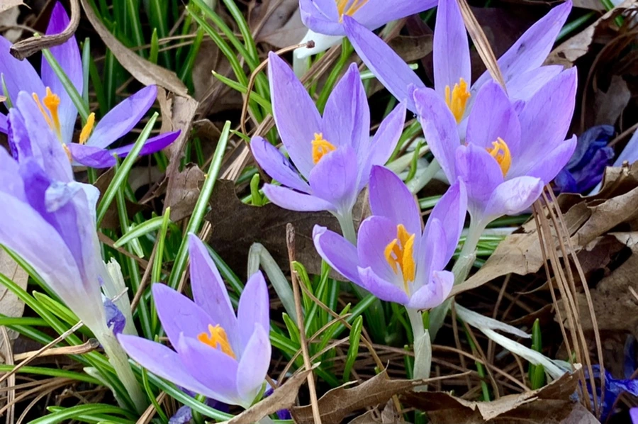 IMG_1271.jpg?type=w966