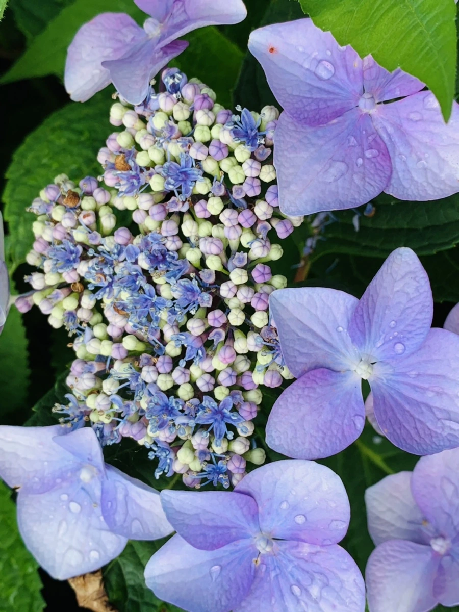 IMG_6003.jpg?type=w966