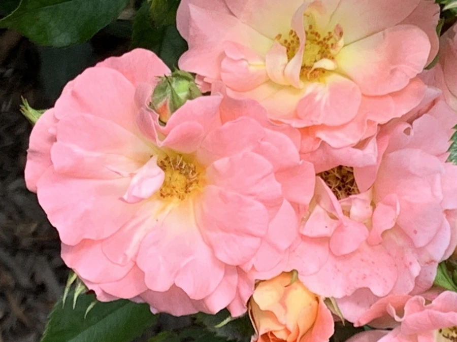 IMG_5440.jpg?type=w966