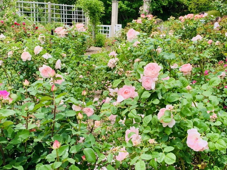 IMG_9653.jpg?type=w966