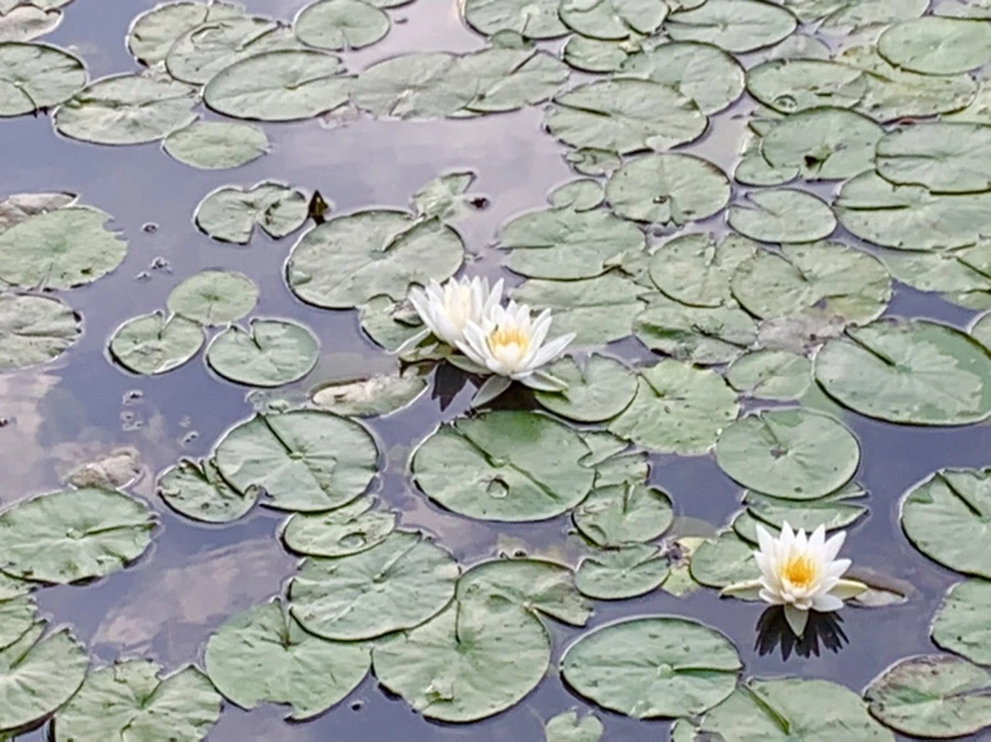 IMG_1854.jpg?type=w966