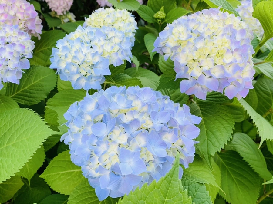 IMG_2991.jpg?type=w966