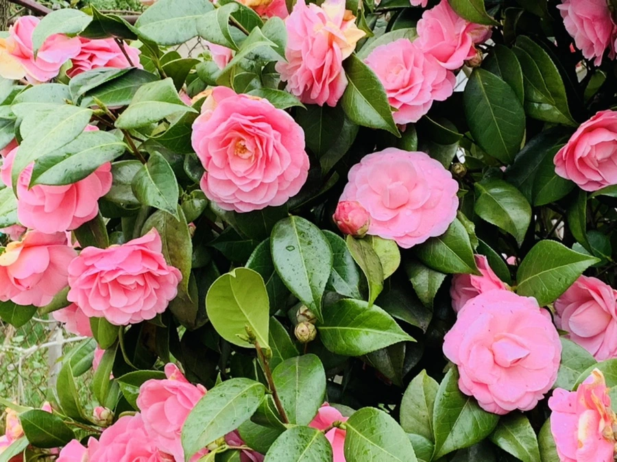 IMG_1400.jpg?type=w966