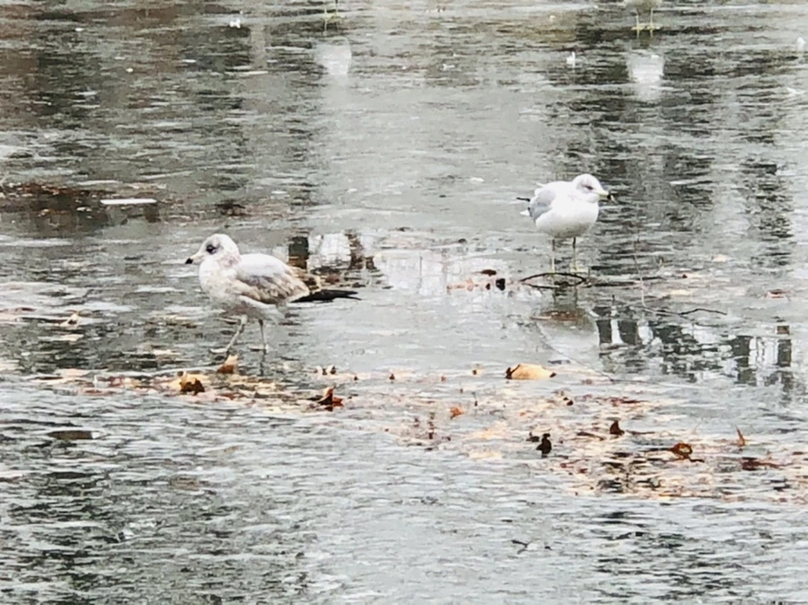 IMG_3117.jpg?type=w966