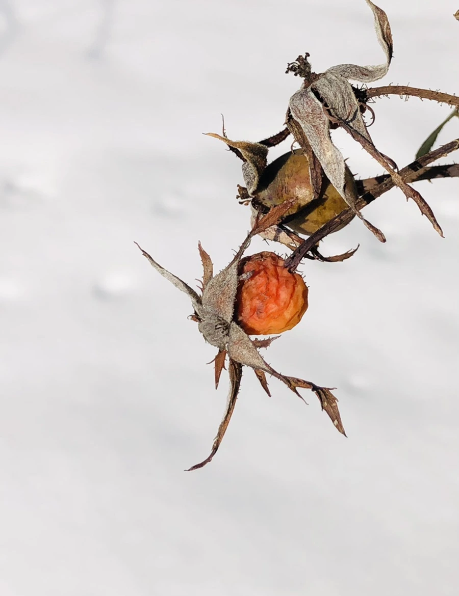 IMG_7752.jpg?type=w966