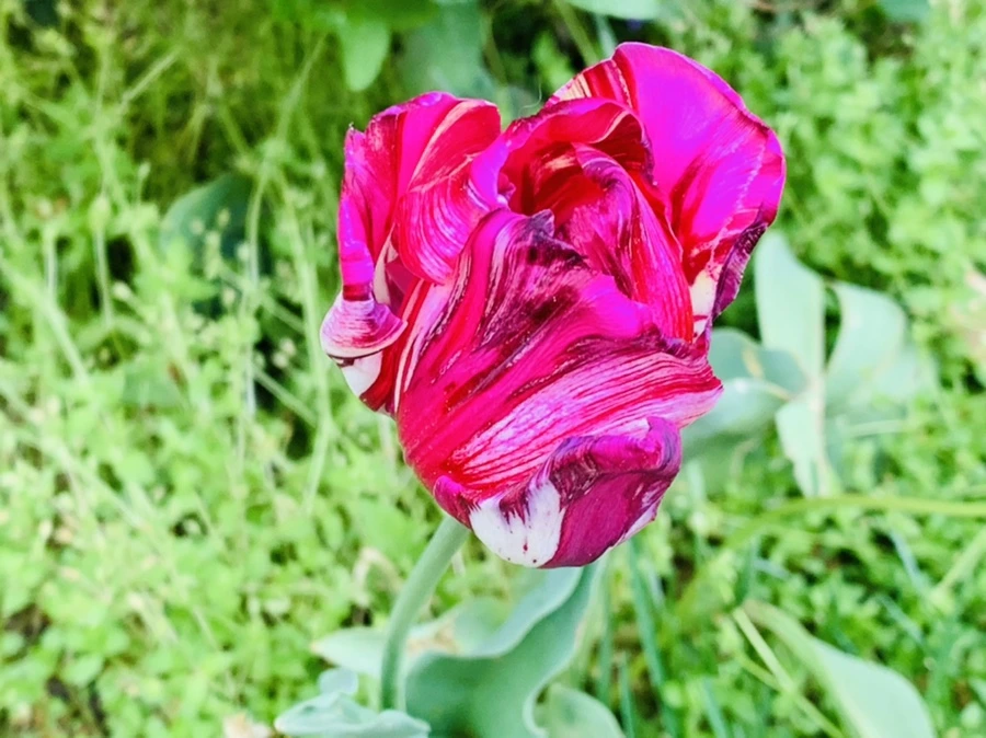 IMG_9066.jpg?type=w966