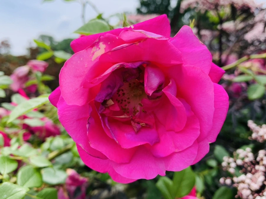 IMG_9676.jpg?type=w966