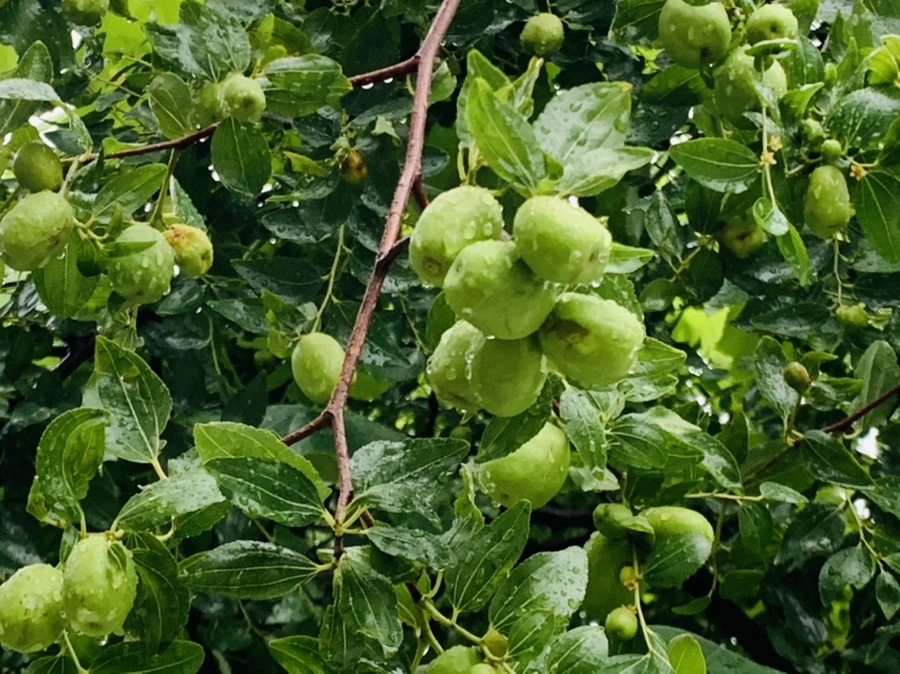 IMG_3682.jpg?type=w966